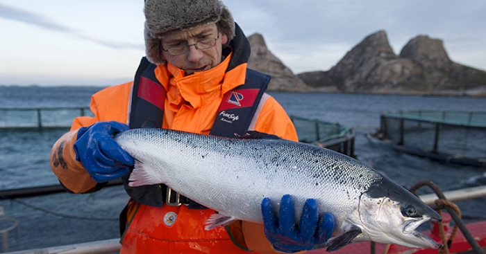 How the Norwegian fish became the best in the world