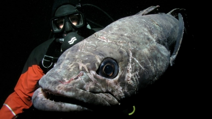 The longline fishery for toothfish started in the Antarctic