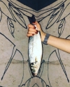 Introduction to the fish store Fish in House