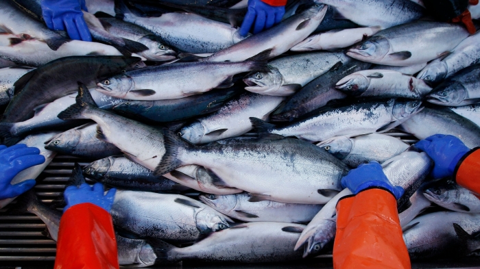 Overview of the fish market in Ukraine for 2020
