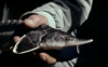 Association took part in the meeting of the round table on sturgeon conservation