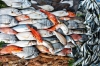 Review of the fish market of Ukraine for 2017