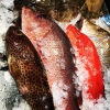 Знакомство с рыбным магазином Fish in House