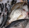 Знакомство с рыбным магазином Fish in House