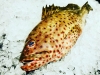 Знакомство с рыбным магазином Fish in House