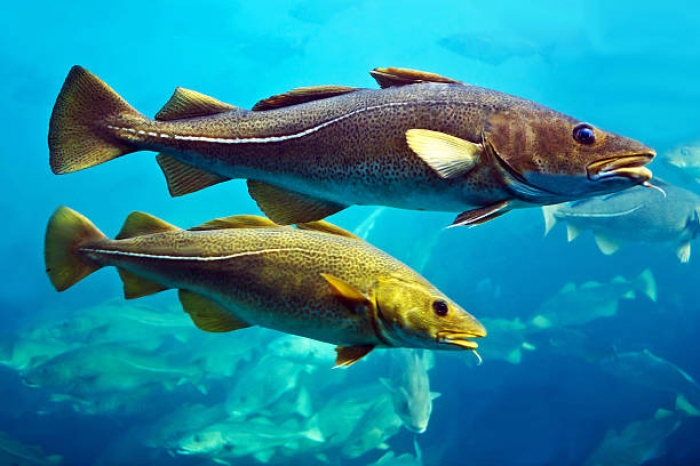 Потребление рыбы и морепродуктов в Украине продолжает расти